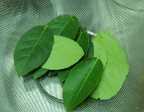 Bài thuốc dân gian rẻ tiền đặc trị sâu răng, hôi miệng nhanh như một nốt nhạc