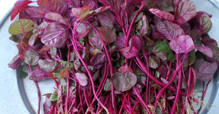 Luộc rau dền đỏ lấy nước gội 2 lần/tuần, tóc trở nên suôn mượt, màu lên chuẩn “y chang” salon