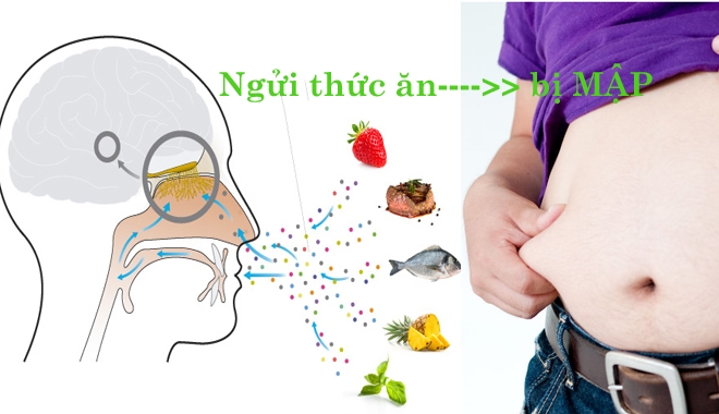 Khoa học chứng minh: "Chỉ cần ngửi thức ăn thôi cũng mập" là ĐÚNG!