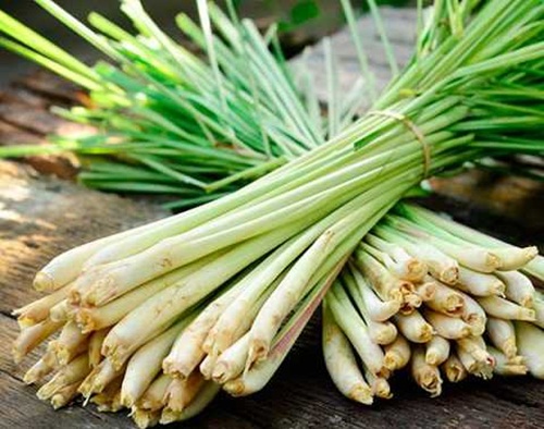 Xông mặt bằng sả rồi chà đá sữa tươi lên, da trắng toát, mụn hết sạch