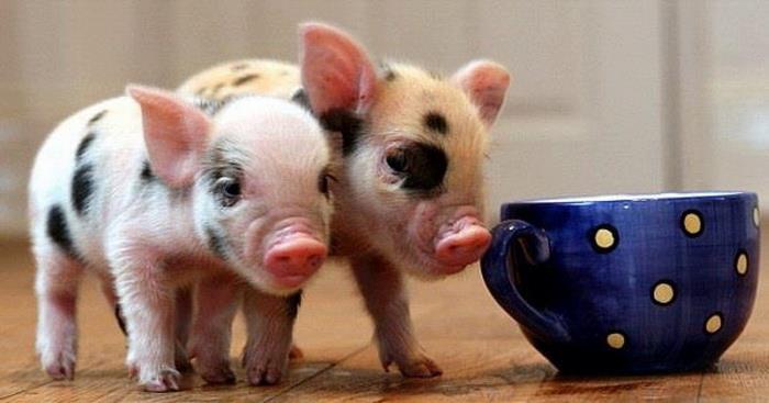 Những cặp con giáp hễ lấy bằng tuổi thì chỉ mà HƯỞNG PHƯỚC, gia đình SUNG TÚC VIÊN MÃN cả đời