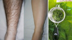 Tẩy sạch lông chân, tay bằng 1 nắm lá trầu không