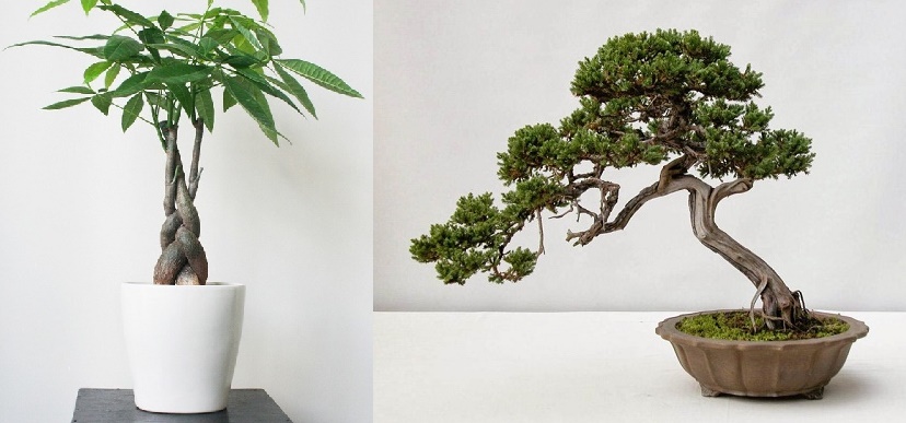 Trồng 12 cây cảnh hợp với tuổi thì tiền vào như suối, đếm mỏi cả tay