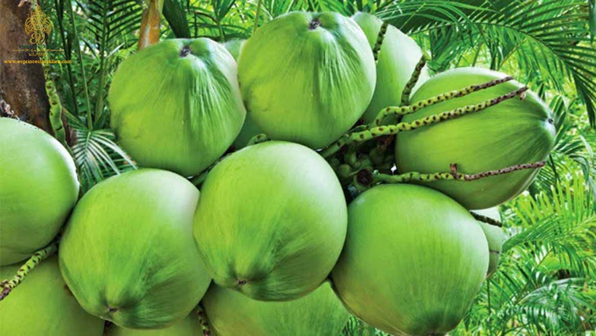 Không cần spa tắm trắng, da bạn có thể trắng bật lên 3 tông nhờ tắm hỗn hợp nước dừa tươi này!