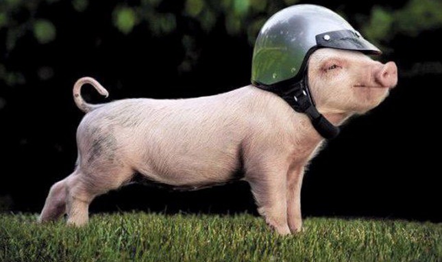 Dù không ĐẸP XUẤT SẮC nhưng Top 4 con giáp này là NAM CHÂM hút người đối diện