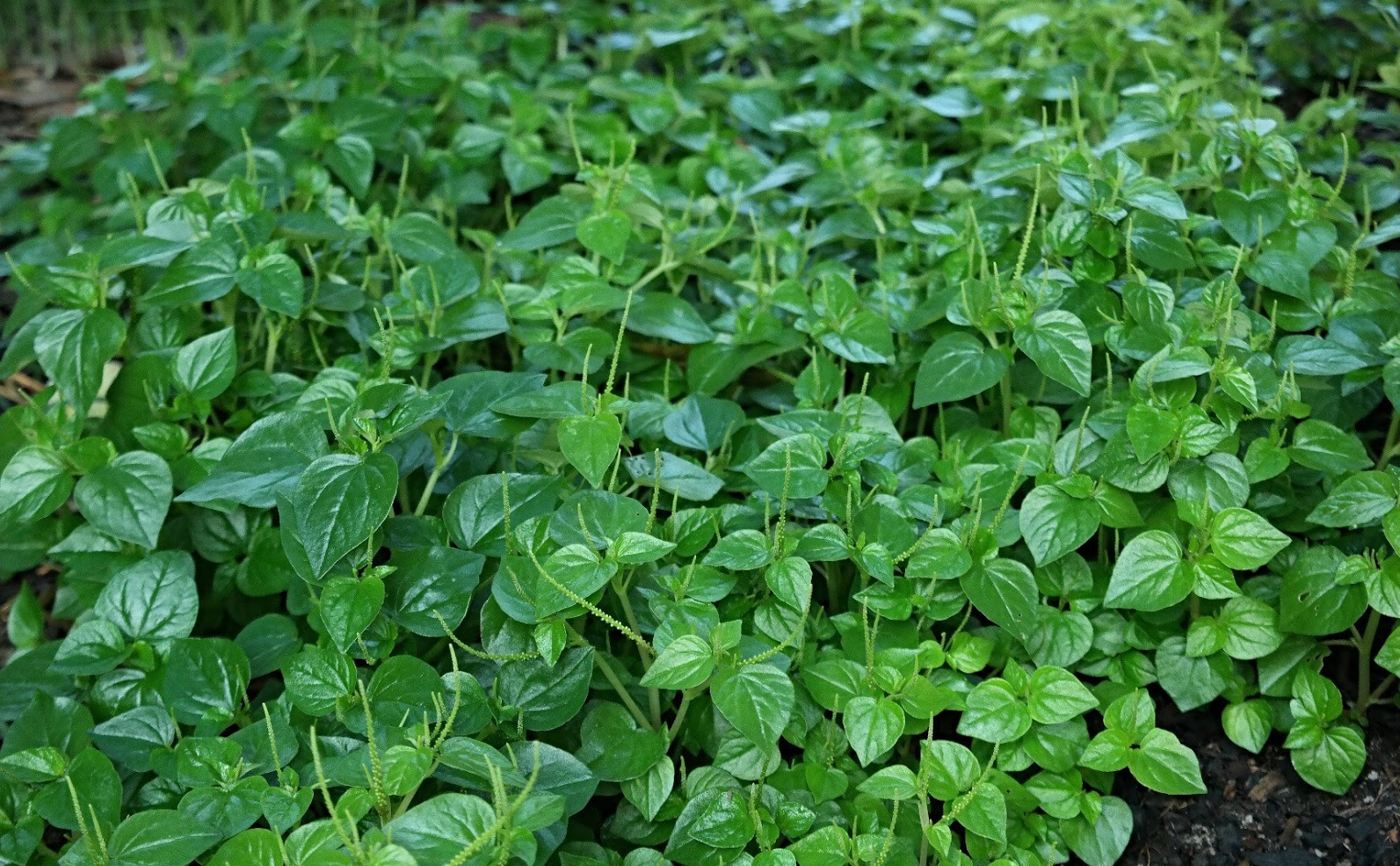 Loại rau ‘quý như vàng’ để trị mụn trứng cá mà phụ nữ cổ xưa thường sử dụng