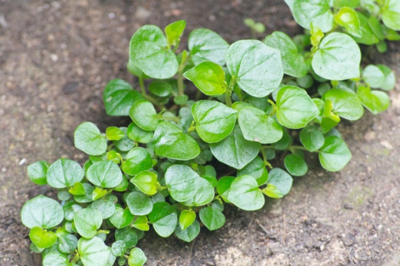 Đây là loại rau quý như vàng để trị mụn trứng cá mà phụ nữ cổ xưa thường sử dụng