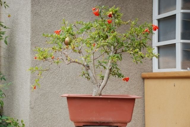 Sai lầm trong phong thủy khi trồng cây bạn phải tránh, để không làm tốn của hao tài, gia đình bất hoà