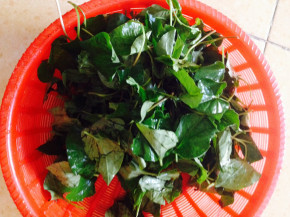 Lấy nước rau diếp cá trộn với thứ này: Bí quyết trị tàn nhang khiến hàng tỷ người muốn làm theo ngay tức khắc