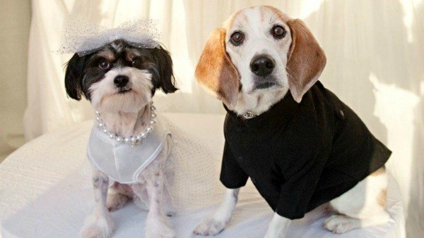 Top 5 con giáp sau sẽ có câu chuyện tình yêu đẹp như mơ trong ngày Thất tịch