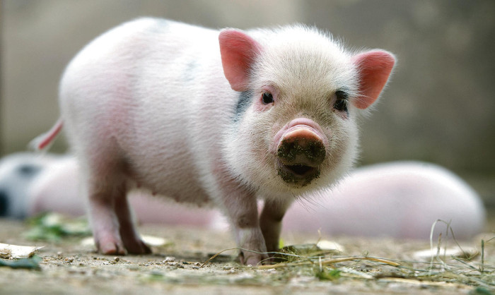 Top 3 con giáp nữ 20 tuổi phát tài ít, 30 tuổi có tiền đủ mua xe, 40 tuổi phú quý khỏi phải bàn!