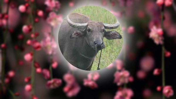 Mừng cho 3 nàng giáp hơi XẤU XẤU bỗng LỘT XÁC trở thành MỸ NỮ trong tháng 10/2017