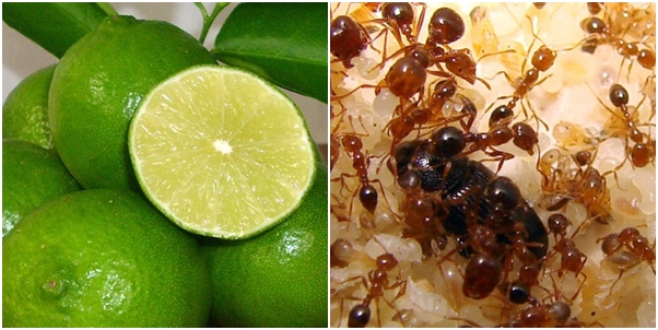 Chỉ với 1 quả chanh bạn sẽ đuổi hết kiến ra khỏi nhà mà không cần thuốc diệt