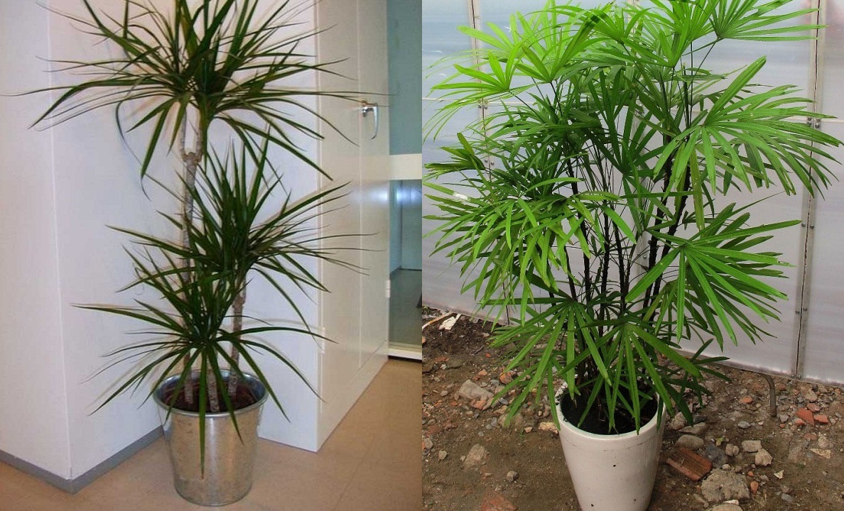 NHÀ CÓ TV, ĐIỆN THOẠI, SÓNG WIFI NHẤT ĐỊNH PHẢI TRỒNG NGAY 1 TRONG 10 LOẠI CÂY HÚT SÓNG VÀ BỨC XẠ NÀY ĐỂ BẢO VỆ SỨC KHỎE