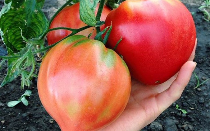 Tuyệt chiêu hô biến da đen nhẻm hóa trắng bóc chỉ sau 7 ngày chỉ bằng 1 quả cà chua