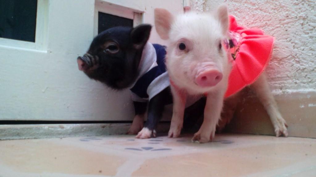 Top con giáp nữ giúp chồng ĐẾM TIỀN MỎI TAY, LỘC PHÁT ầm ầm cuối năm 2017