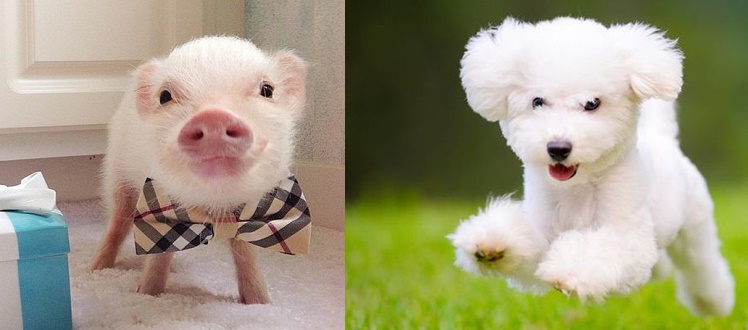 5 đôi giáp này kết thân làm ăn nửa cuối năm 2017 chắc chắn giàu có tột đỉnh, nên sắm ngay máy đếm tiền