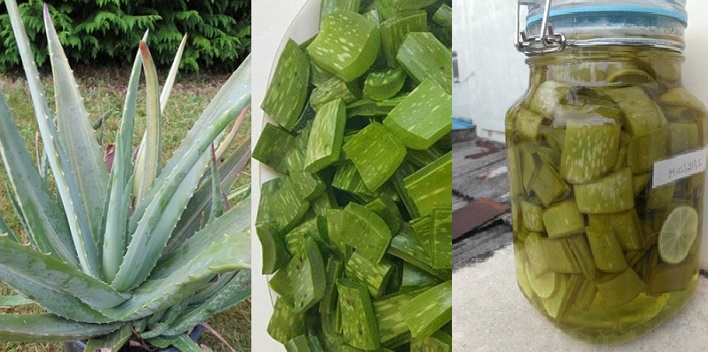 Ngâm 1 bẹ nha đam với giấm rồi thoa lên da 3 lần/tuần, da vừa trắng bật 2 tông mà mụn bong không còn 1 nốt