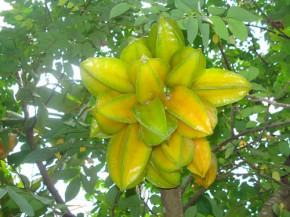 Xay nhuyễn khế chua trộn với nước dừa theo cách này rồi uống, tóc bạc trắng đầu cũng đen nhánh, lại óng mượt, mọc dày gấp 3 lần