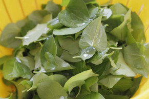 Nám, tàn nhang nặng tới mấy cũng dần biến mất vĩnh viễn chỉ với 1 nắm lá vài nghìn này!