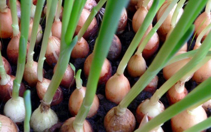 Các loại rau rủ giúp da đẹp lên từng ngày chỉ với công thức cực kỳ đơn giản