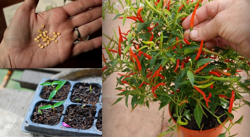 TẬN DỤNG HẠT ỚT ĐỂ TRỒNG CÂY VỪA ĐẸP NHÀ, VỪA CÓ QUẢ ĂN QUANH NĂM