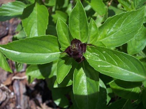 Cao răng tự bật ra thành mảng chỉ nhờ phơi khô 1 nắm húng quế rồi làm theo cách này