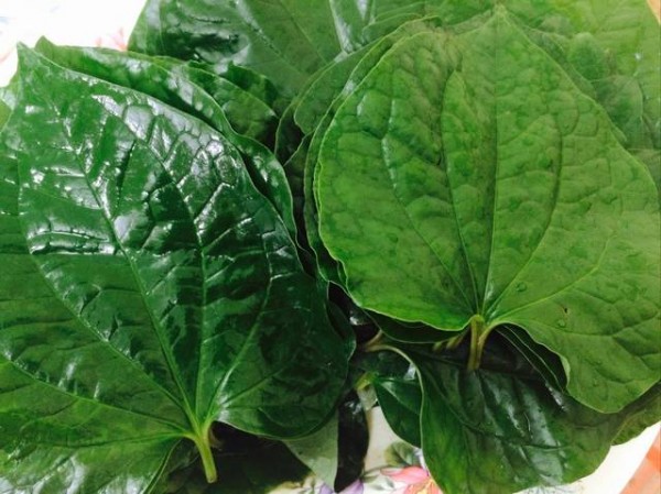 Trị đau răng, sâu răng từ gốc bằng 1 nắm lá lốt