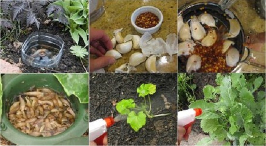 Những mẹo chăm sóc cây trồng hữu ích để cây trồng, rau củ quả không bao giờ bị bệnh