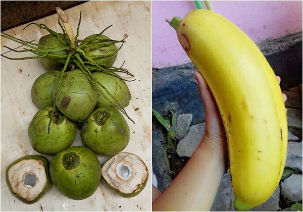 Giảm tới 10kg chỉ nhờ uống nước dừa pha chuối trong 1 tuần