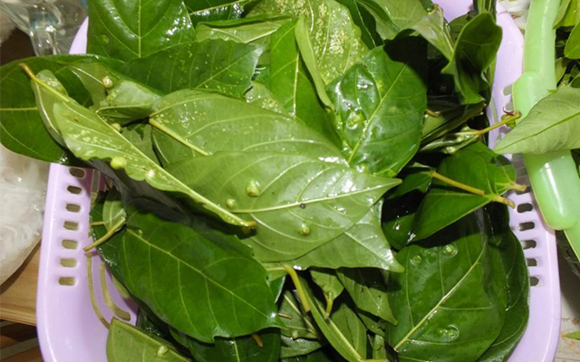 Chỉ cần lá này trong nhà cả đời không lo mắc bệnh gan, đánh tan mất ngủ và nhiều bệnh khác