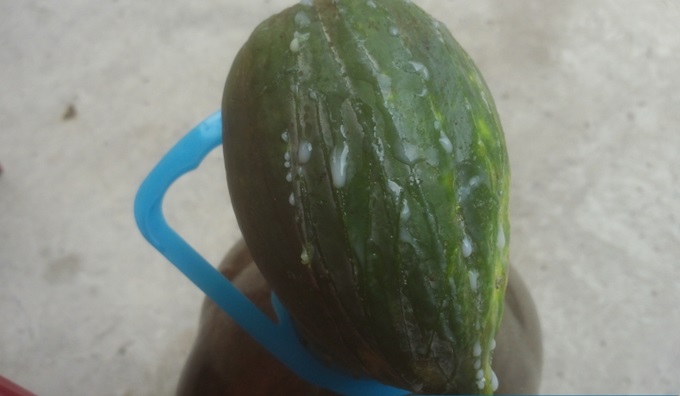 Trị sạch nám da, tàn nhang bị hàng chục năm chỉ bằng nửa quả đu đủ