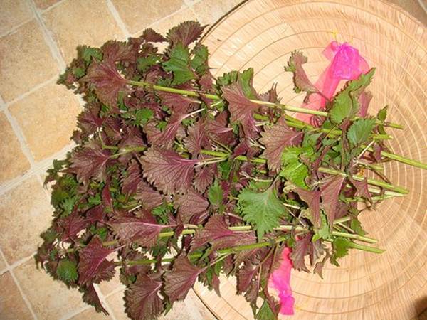 Chỉ 2 ngàn đồng có ngay 2 cách trị mụn thịt quanh mắt “một đi không trở lại”