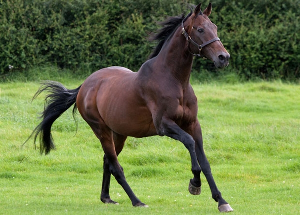 Top 4 con giáp PHÚC THÊM PHÚC, LỘC THÊM LỘC, HẠNH PHÚC nhất tháng 12/2017