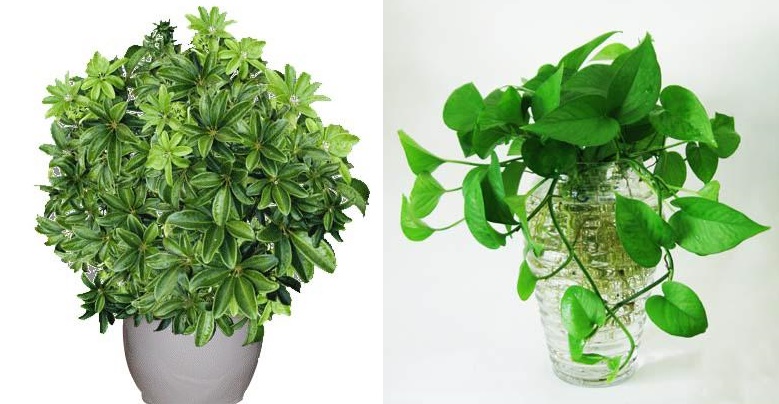 12 loại cây mang tài lộc vào nhà tùy theo tuổi của gia chủ