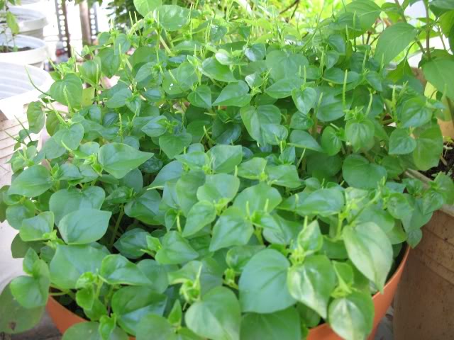 Không ngờ một nắm rau càng cua lại giúp nhiều người chữa hết tiểu đường, đau lưng nhức mỏi, hiệu quả lắm nè các mẹ ơi