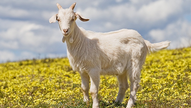 Top 3 nàng giáp vượng phu bậc nhất, giúp chồng giàu ú ụ, ai cưới được hưởng phước 3 đời chưa hết