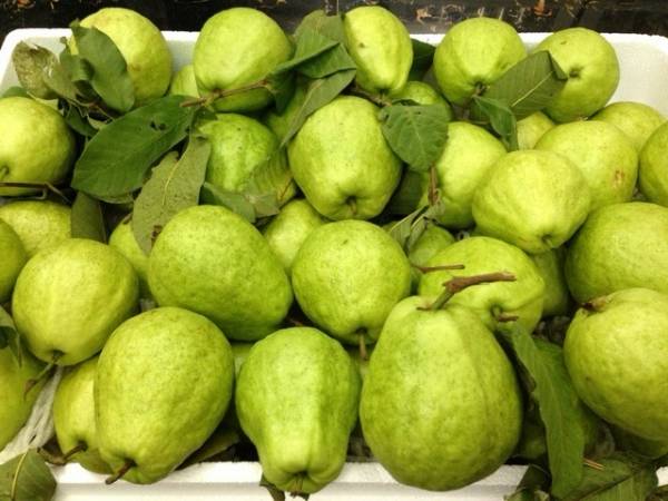 Ổi này chị chỉ để bán thôi, em không ăn được! Hôm nào em thích ăn thì chị mang ổi khác gửi lên