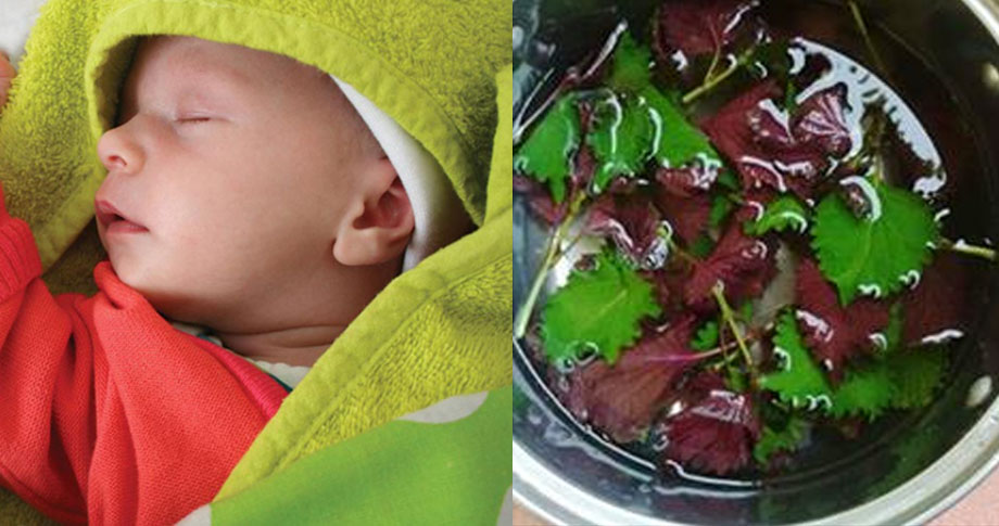 Trời trở lạnh, mẹ chỉ cần dùng nắm lá TÍA TÔ rồi làm cách này là trị dứt điểm 3 bệnh trẻ sơ sinh thường mắc