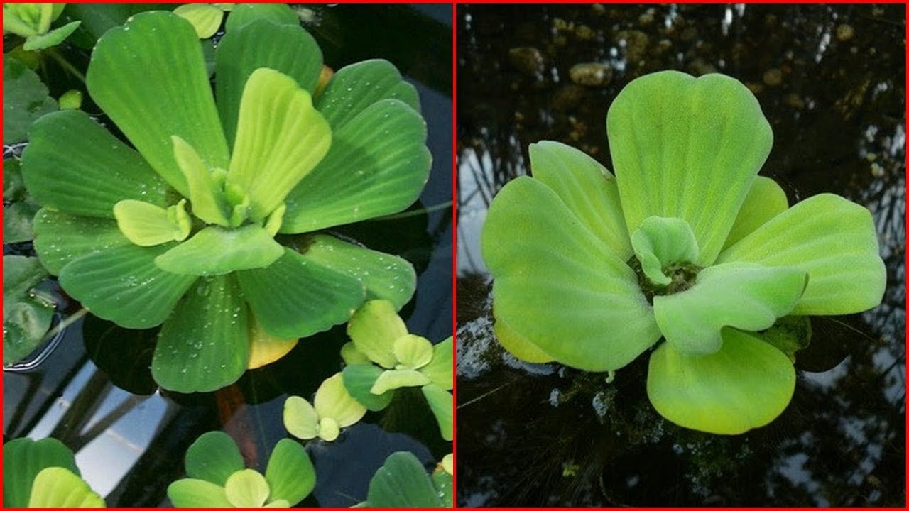 Loại cây để cho lợn ăn nhưng có tác dụng chữa bệnh thần kỳ