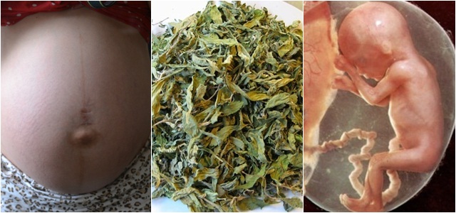 Bầu tháng cuối nhớ phơi khô nắm LÁ ĐINH LĂNG cất sẵn góc bếp, đẻ xong 2 ngày nhất định sẽ dùng đến, lợi mẹ tốt con chẳng gì sánh bằng