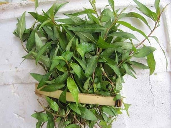 Giã nát nắm rau răm trộn với muối rồi thoa lên mặt, lỗ chân lông to đùng cũng khít khìn khịt chỉ sau 1 đêm