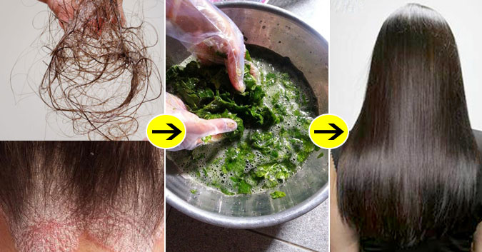 Vừa uống vừa gội đầu với loại lá quen thuộc này, tóc hết gãy rụng, dài nhanh và óng ả