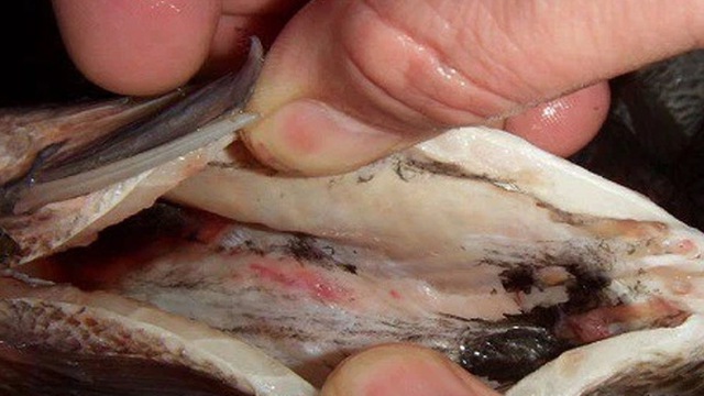 100&permil; bà nội trợ đều vứt đi bộ phận bổ dưỡng này khi mổ cá