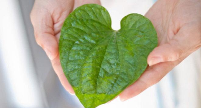 Trầu đâu chỉ để nhai cho vui, trị mụn, trắng răng, trầu làm được hết!