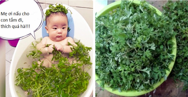 Mẹ tắm nước ngải cứu cho con cách này, bé ho đờm nhầy đặc sệt cũng sạch bong, da dẻ lại trắng hồng mướt mát thích lắm!