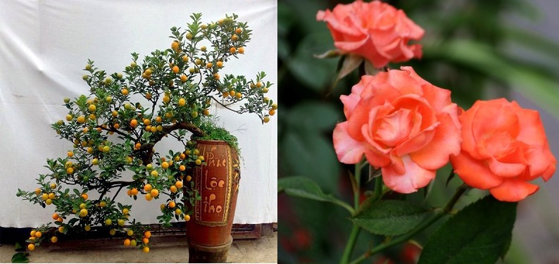 Năm hết Tết đến, kiếm cây này trồng ngay trước nhà để TIỀN VỀ NHƯ NƯỚC, KÉT TO MẤY ĐỰNG CŨNG KHÔNG HẾT