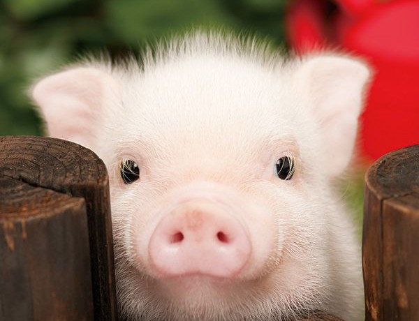 Tử vi tháng 1/2018: CHÚC MỪNG 3 con giáp NIỀM VUI NỐI TIẾP NIỀM VUI, MAY MẮN HẾT PHẦN NGƯỜI KHÁC