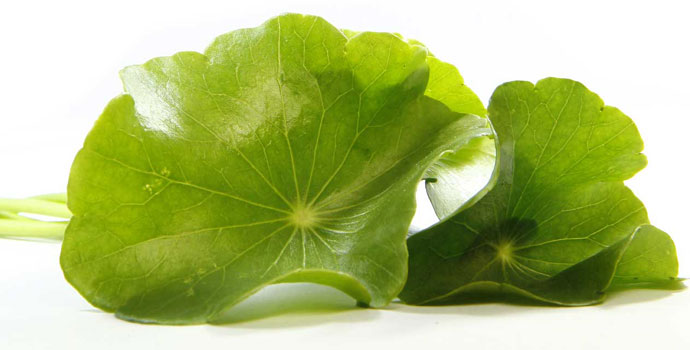 Tại sao mỗi ngày ăn 2 lá rau má, tuổi già sẽ tránh xa?