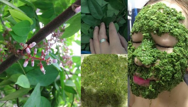 Giã nát 20 lá khế rồi đắp quanh mặt thế này, mụn bọc sưng to như quả ổi, nám da